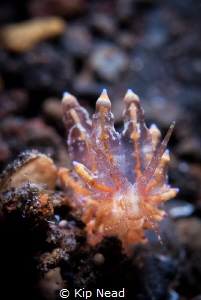 Would love to get help with an ID on this nudi. Looks sim... by Kip Nead 